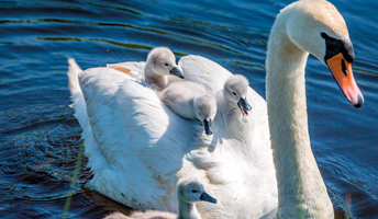 Swan with Cygnets