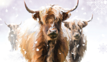 Highland cows popular this year