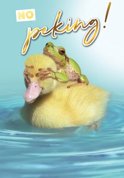 A frog is sitting on top of a duck with the words "No Poking" written above it.