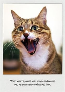 a cat with its mouth open and its tongue hanging out .
