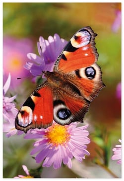 a butterfly is perched on a purple flower with a yellow center