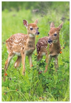 two baby deer standing next to each other in a grassy field