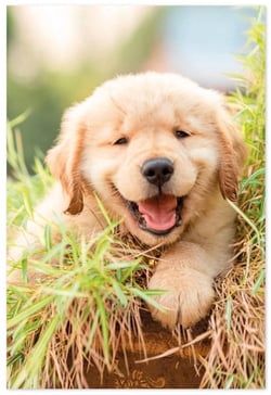 a puppy is laying in the grass with its mouth open