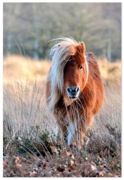 a pony with a long mane is standing in a field