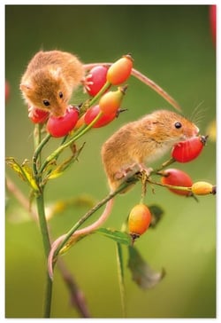 two small mice are eating berries from a plant