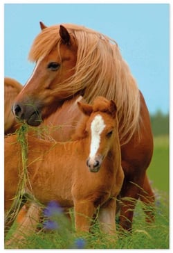a brown horse and a brown foal are standing in a field