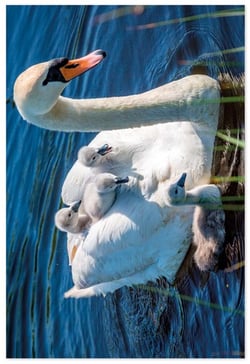 a mother swan and her baby swans are swimming in the water