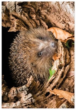 a hedgehog is looking out of a hole in a tree trunk .
