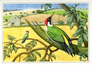 a painting of a green woodpecker by m. suller