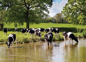 A herd of cows is drinking water from a river.