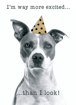 A dog wearing a party hat says, "I'm way more excited than I look."