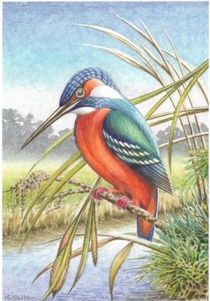 a kingfisher perched on a branch next to a river .