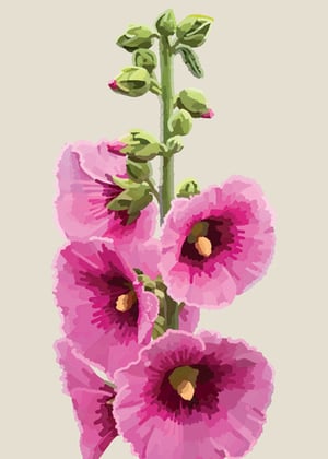a bunch of pink flowers on a white background