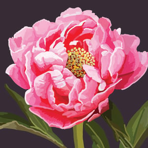 a close up of a pink flower with a yellow center