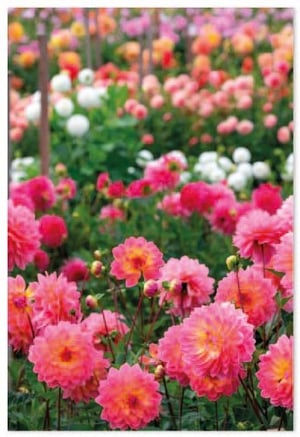a bunch of pink flowers are growing in a garden .