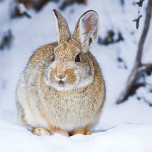 Bring a sprinkle of winter magic to your store with our '10 Bunny In Snow Cards In Support Of EACH'. From trusted supplier Second Nature, these charming cards feature an adorable rabbit, perfectly captured amidst a soft, snowy scene. It's a heartwarming image that will delight customers looking to send thoughtful seasonal greetings or simply a cheerful note.

Each retail pack contains 10 high-quality cards, offering excellent value. Crucially, a portion of the proceeds from every sale goes directly to support EACH (East Anglia's Children's Hospices), allowing your customers to make a meaningful difference with their purchase.

Available for wholesale in a convenient 1x6 pack size, these cards are a beautiful and purposeful addition to any greeting card display.