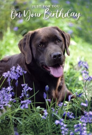 Offer your customers a truly charming birthday card with this delightful 'Open Birthday' design from Simon Elvin. It features a beautiful chocolate Labrador, looking content as it rests amongst a vibrant display of bluebells. The gentle message, 'JUST FOR YOU On Your Birthday', makes this card a versatile choice for celebrating anyone's special day. Its appealing imagery of a beloved pet in a natural setting is sure to resonate with many. Stock up easily with this convenient 1x6 pack, ensuring you have this lovely card ready for your customers.