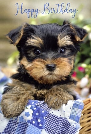 Make any birthday extra special with this utterly charming 'Open Birthday Male' card from Simon Elvin. Featuring an irresistibly cute Yorkshire Terrier puppy nestled in a cosy basket, this design is guaranteed to bring a smile. The adorable puppy, with its big, soulful eyes, is perfectly complemented by the elegant 'Happy Birthday' script. Ideal for male recipients of all ages, this card offers a heartwarming way to send your best wishes. Each wholesale pack contains 6 beautifully crafted cards, ready to delight your customers and brighten their special day. A truly lovely addition to any greeting card display.