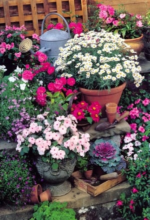 Bring the beauty of a flourishing garden to your customers with our 'Blank Female' card, featuring this exquisite floral design. This charming image captures a vibrant array of blooms, from cheerful white daisies and delicate pink impatiens to rich magenta roses, all nestled in a picturesque garden setting with a classic watering can. The rich colours and lush details evoke a sense of peace and natural elegance, making it an ideal choice for any female recipient. Perfect for birthdays, thank yous, or simply to brighten someone's day, this versatile card offers a blank interior for a truly personal message. Supplied by Simon Elvin, you can expect exceptional quality. Each pack contains 6 cards.