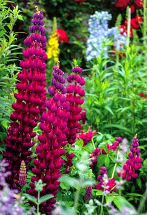 Bring a burst of garden beauty to your shelves with our stunning 'Blank Female' card, supplied by Simon Elvin. This exquisite design showcases magnificent magenta and purple lupins in full bloom, capturing the vibrant essence of a summer garden. The rich colours and elegant floral display make it a truly eye-catching choice, perfect for any female recipient.

With its blank interior, this versatile card offers endless possibilities for your customers to add their personal touch, whether for birthdays, thank you notes, or just because. Stock up on this delightful design, available in a convenient pack of 6, and offer your customers a card that's as beautiful as it is versatile.