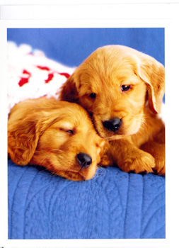 two puppies laying on top of each other on a blue blanket