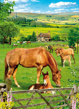 Horses graze in a field with a house in the background.