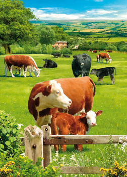 Cows are grazing in a field with a fence in the foreground.