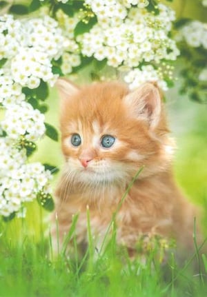 a small orange kitten with blue eyes is sitting in the grass under a tree with white flowers .