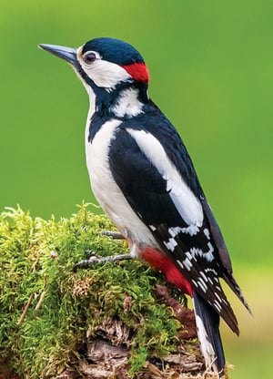 A woodpecker perches on a mossy log with a green background.