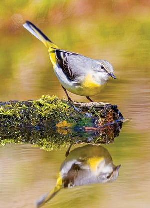A small bird perches on a log in the water.
