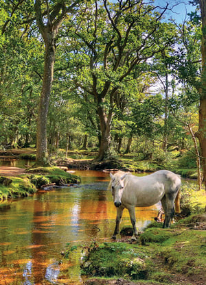 A white horse standing next to a river in the woods. (There are no grammatical errors in the original sentence.)