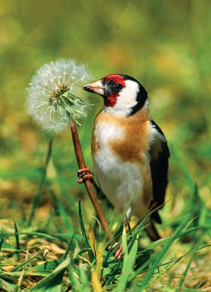 A bird holds a dandelion in it's beak.