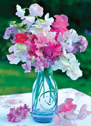 A vase filled with pink and white flowers has a heart-shaped handle.