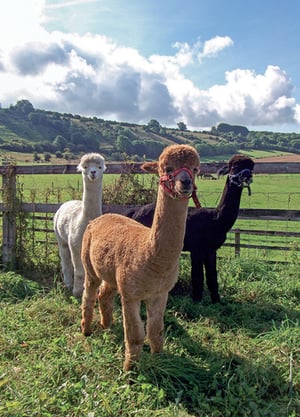 Three alpacas stand in a grassy field.