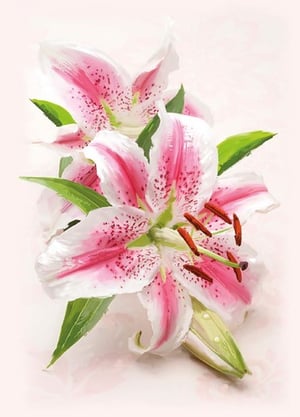A close-up of a pink and white flower with green leaves.