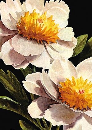 A watercolor painting of two white flowers with a yellow center on a black background.