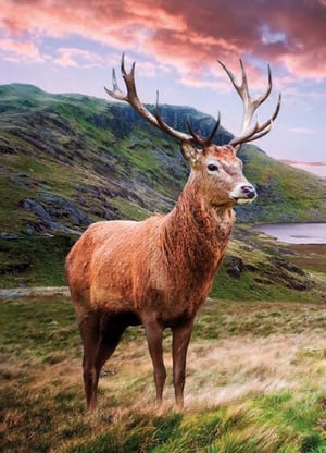 A deer with antlers is standing in a field with mountains in the background.