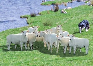 A border collie is herding a herd of sheep in a grassy field.