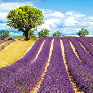 there is a tree in the middle of a lavender field .
