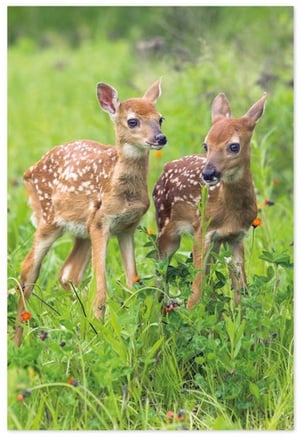 two baby deer standing next to each other in a grassy field