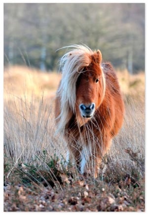 a pony with a long mane is standing in a field