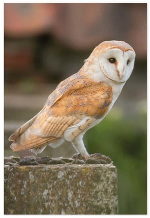 a barn owl perched on a rock looking at the camera