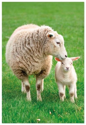 a sheep and a lamb are standing in a grassy field
