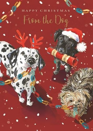 a dalmatian , a black lab , and a yorkshire terrier are on a christmas card .