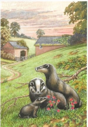 a couple of badgers sitting on top of a grass covered field .