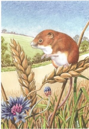 a mouse is sitting on top of a wheat ear in a field .