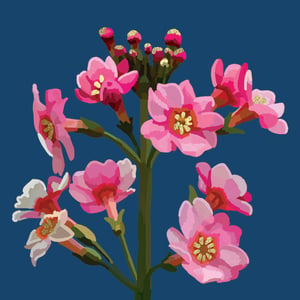 a bunch of pink flowers on a blue background