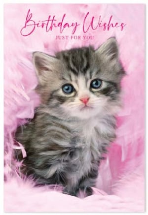a kitten is sitting on a pink feather birthday card .