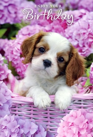 Brighten someone's special day with this utterly charming Open Birthday Female card, brought to you by Simon Elvin. This delightful design features an irresistibly cute puppy peeking out from a pretty pink basket. Surrounded by a lush display of pink and purple hydrangeas, it creates a truly heartwarming scene. The elegant 'Enjoy Your Birthday' message adds the perfect finishing touch. Ideal for any female recipient, this card is guaranteed to bring joy. Supplied in a convenient pack of 6, it's a must-have for your card selection.