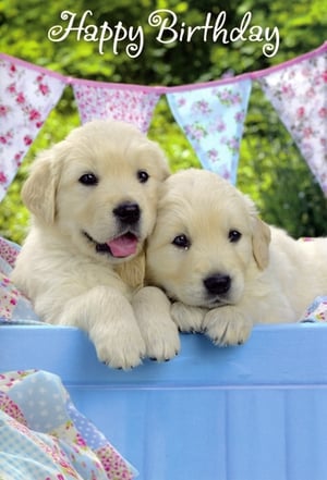 Open Birthday Female Card by Simon Elvin.
This charming birthday card features two irresistibly cute golden retriever puppies, sure to bring a smile to any recipient's face. Nestled in a lovely blue box, the puppies are surrounded by delightful details, including pretty floral bunting and a coordinating patterned fabric. The clear "Happy Birthday" message is elegantly displayed, making this a perfect choice for celebrating a special female. Supplied by Simon Elvin, each pack contains 6 cards, ideal for stocking your retail display with a popular and heartwarming design.